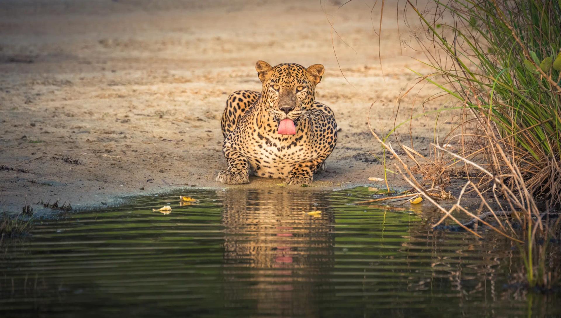 Bandhavgarh vs Kanha vs Pench vs Corbett — Which Tiger Reserve Should You Choose?