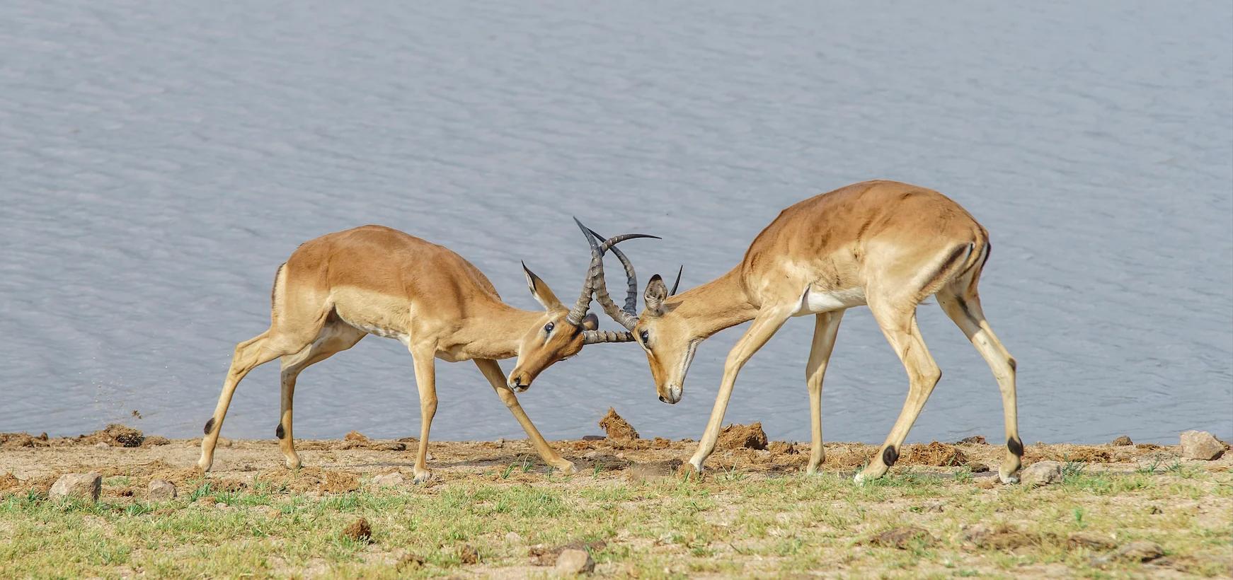 Gir Safari Diu Beach Tour - Traveler's favorite