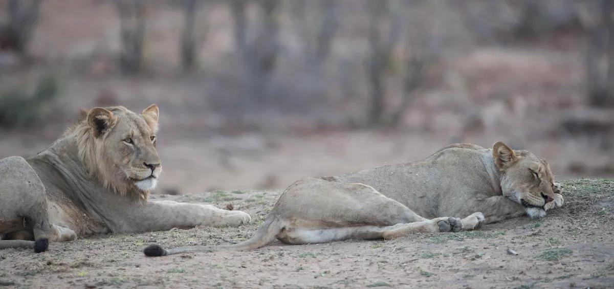 Pench Wilderness Honeymoon Retreat Tour Package - Traveler's favorite