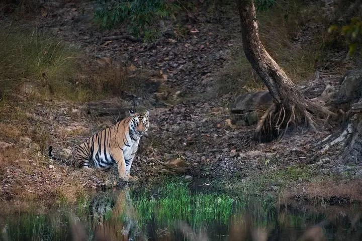Pench National Park By Tripadvisor - Traveler's favorite