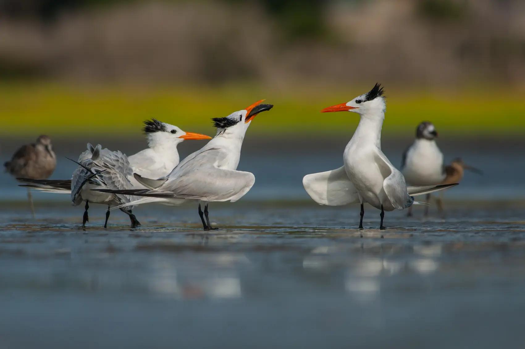 The Last Birding Frontiers of the Western Himalayas