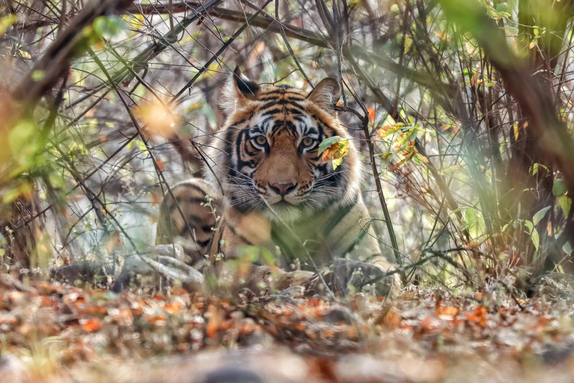 Bandhavgarh National Park — Complete Tiger Safari Guide