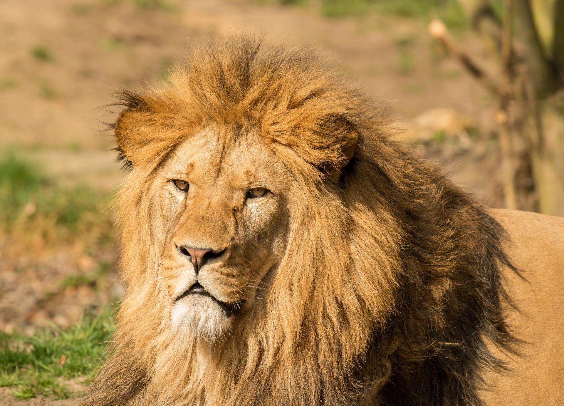 Gujarat’s Barda Sanctuary Is Now Home To 17 Asiatic Lions After 144 Years