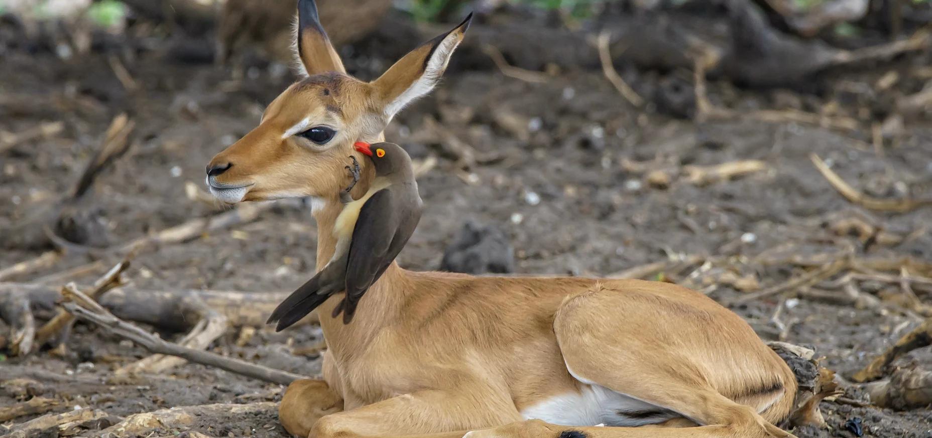 Gujarat Temple and Wildlife Tour - Traveler's favorite