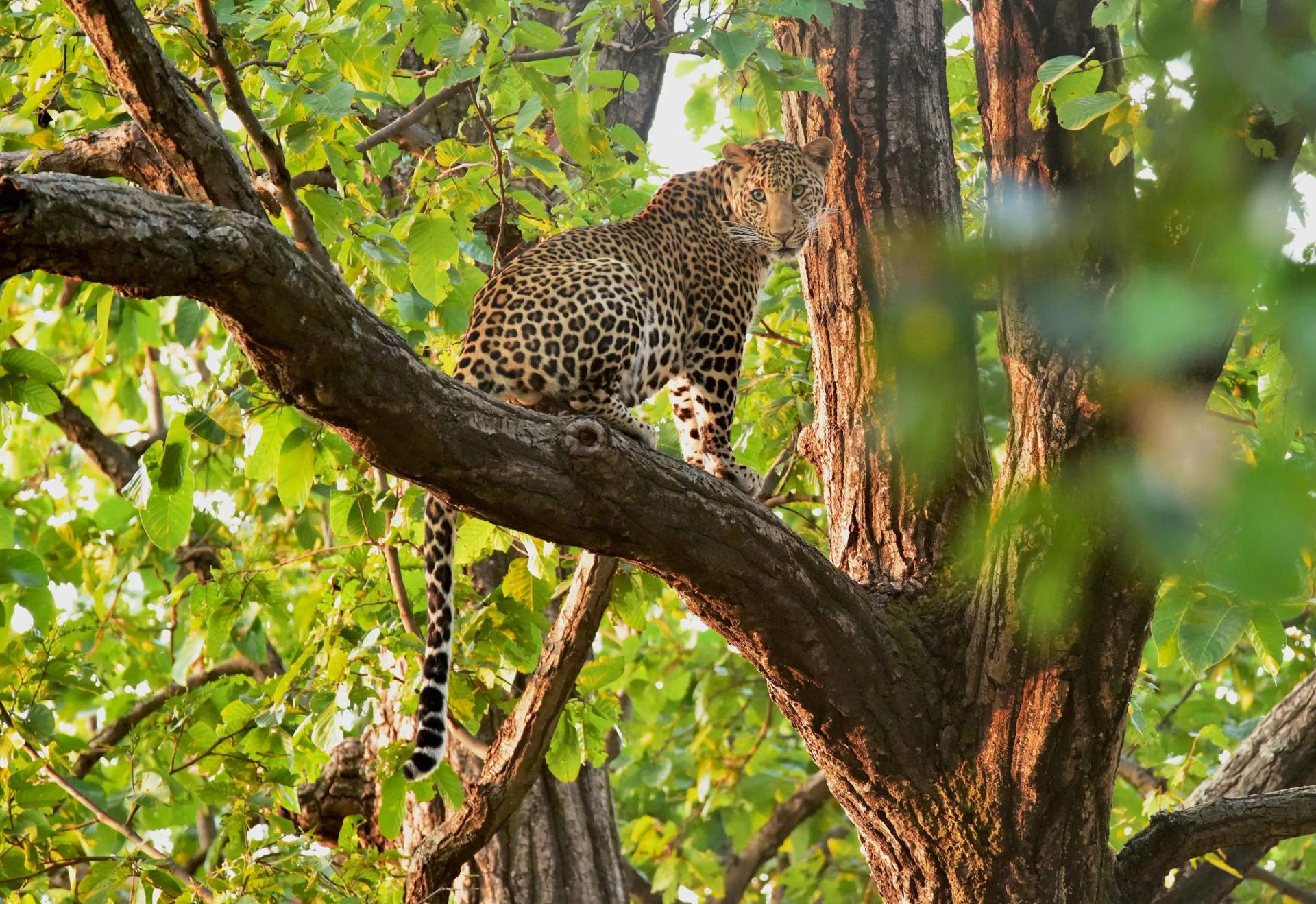 Bandhavgarh Private Tiger Safari Luxury Tour - Traveler's favorite
