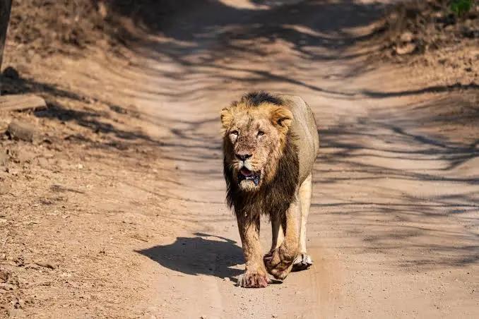Gujarat Grand Wildlife Circuit - Traveler's favorite