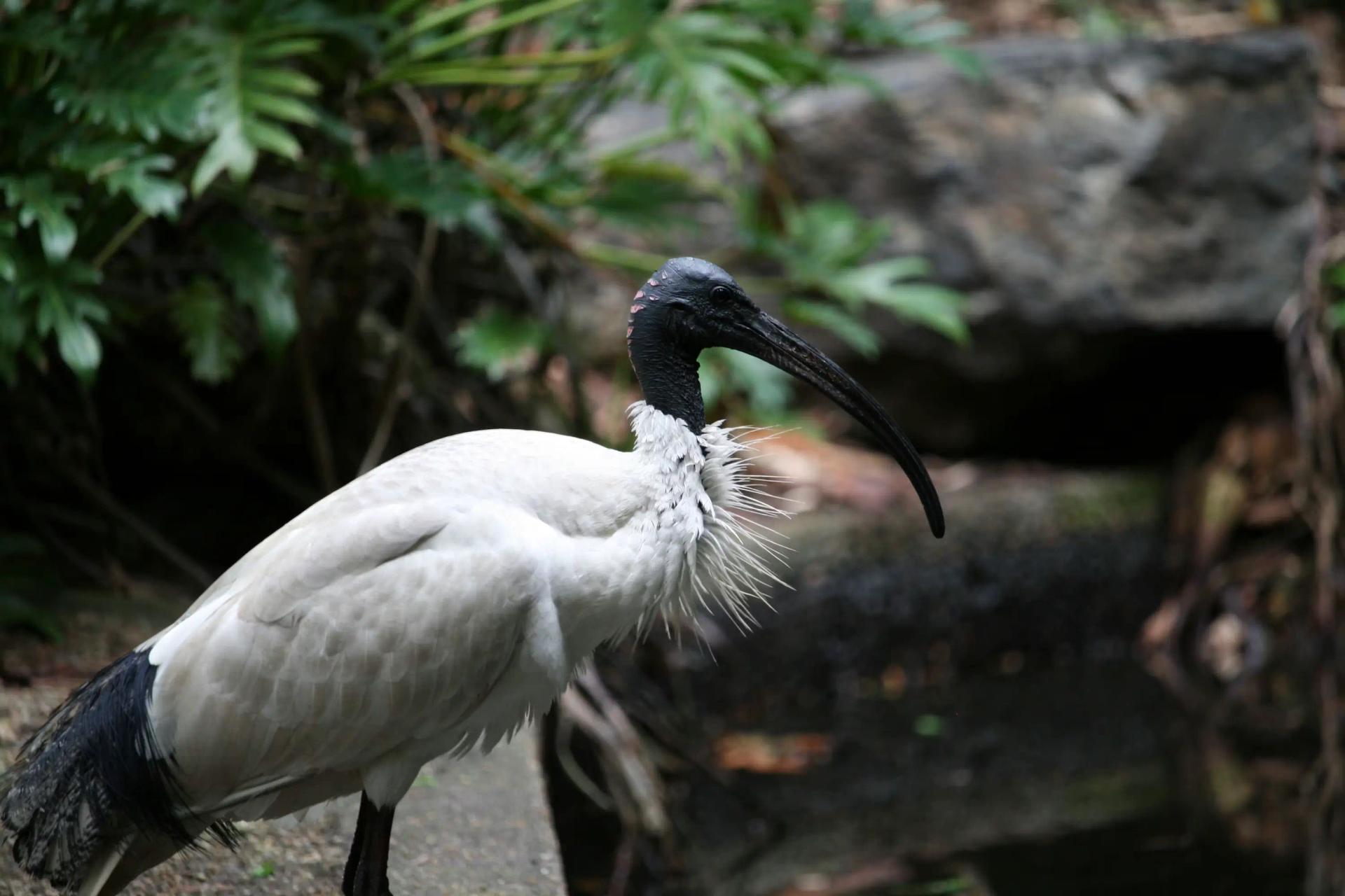 North East Birdwatching Specialist Tour - Traveler's favorite