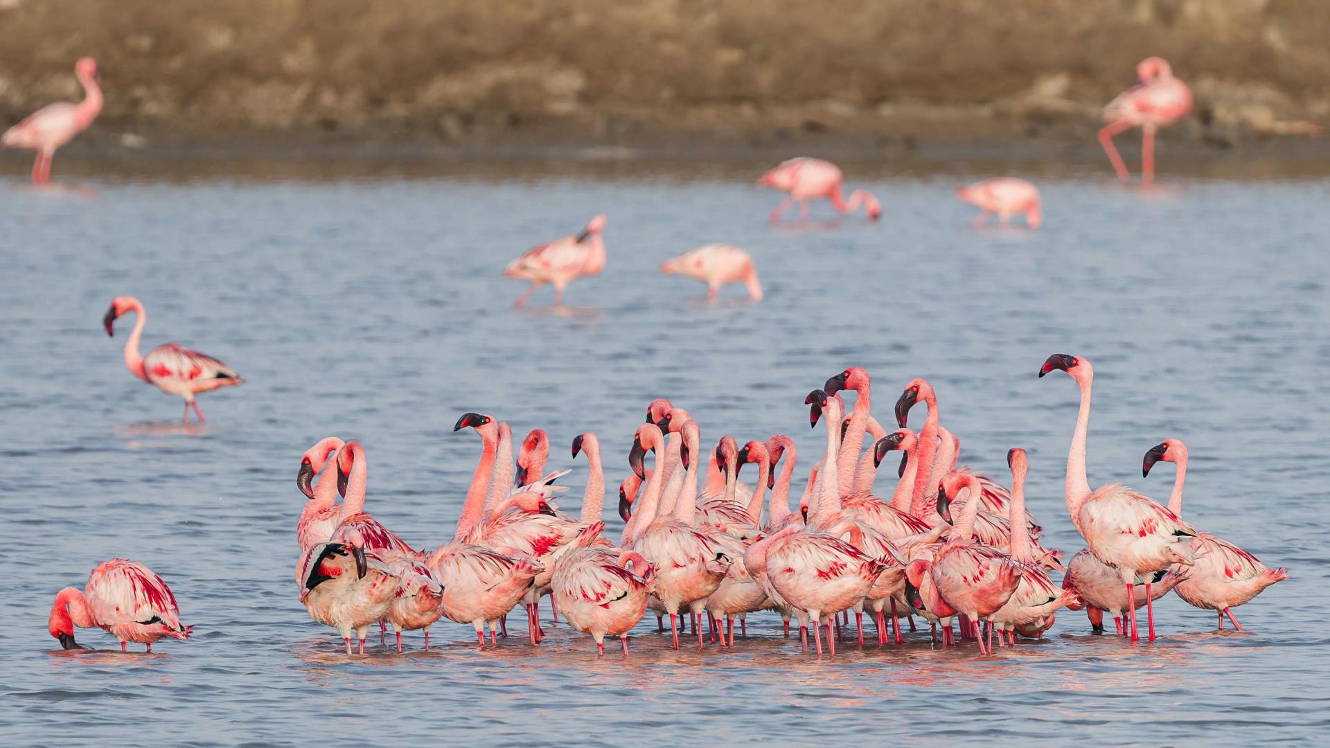 Little Rann of Kutch: Flamingo City Birding Specialist - Traveler's favorite