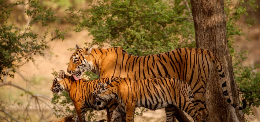 Jim Corbett - A Complete Travel Guide