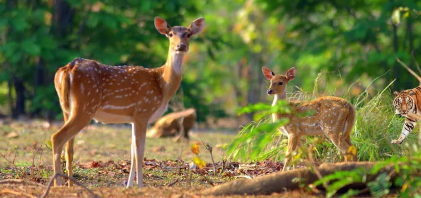 Jim Corbett National Park