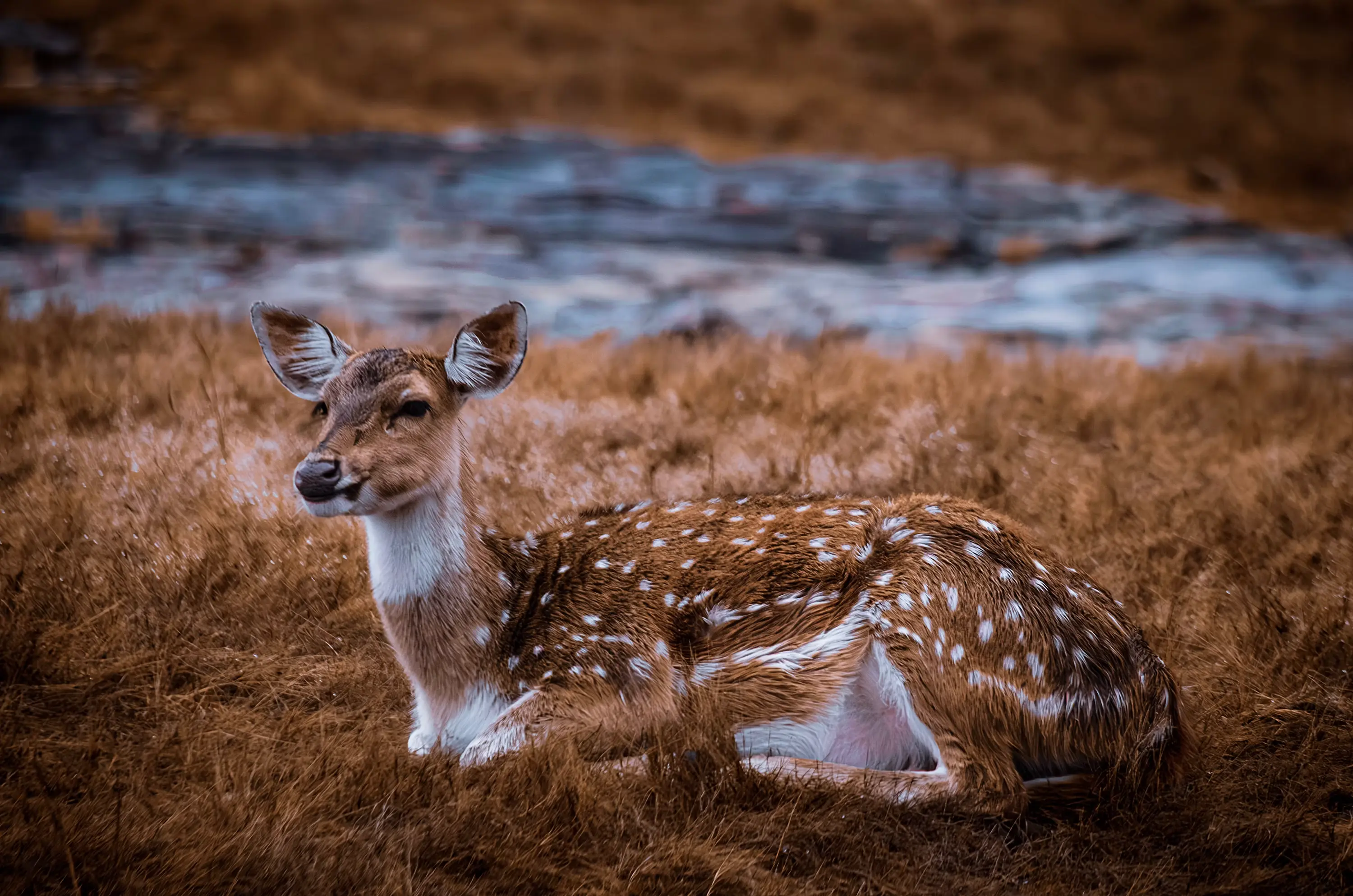 Ranthambore National Park Complete Guide