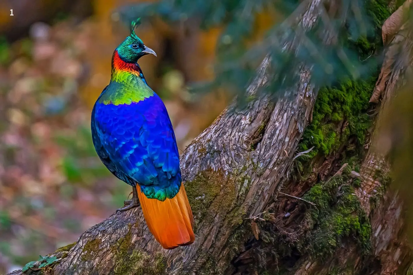 Chopta and Kedarnath Wildlife
