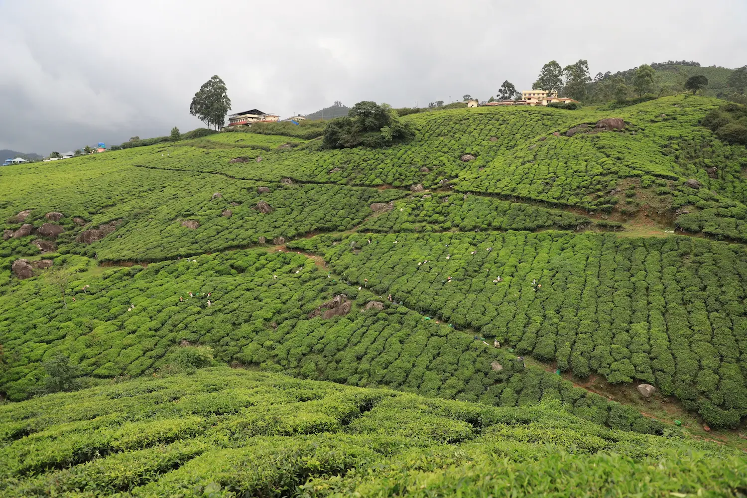 Assam
