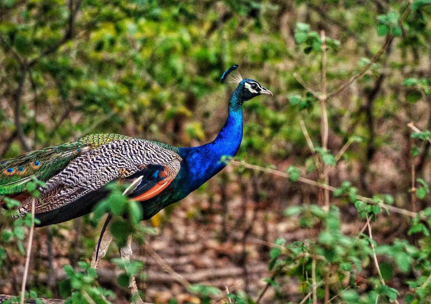 Jim Corbett National Park Bird