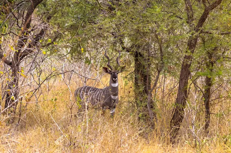 Jim Corbett National Park Dear
