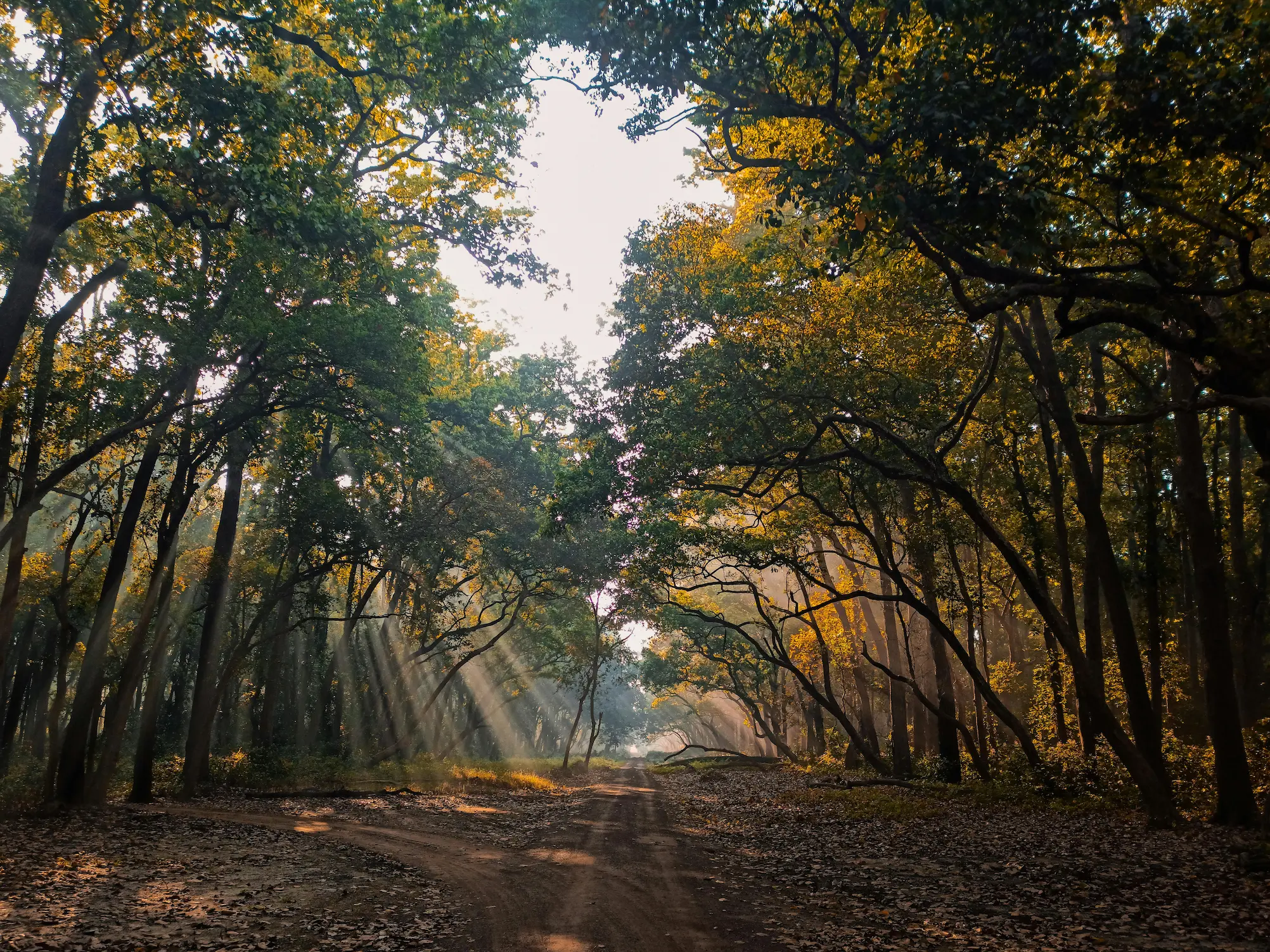 Jim Corbett National Park Forest
