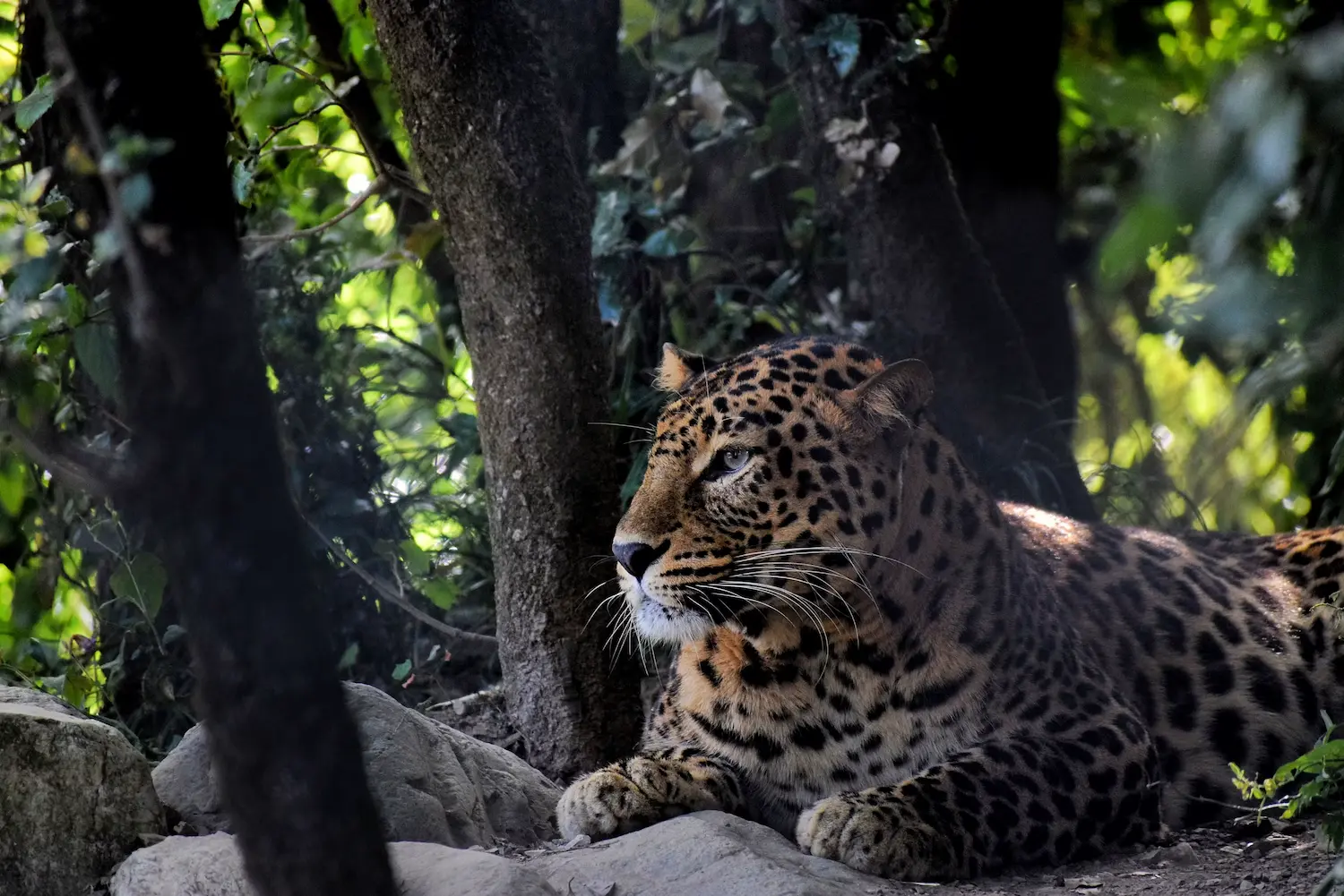 Jim Corbett National Park Tiger