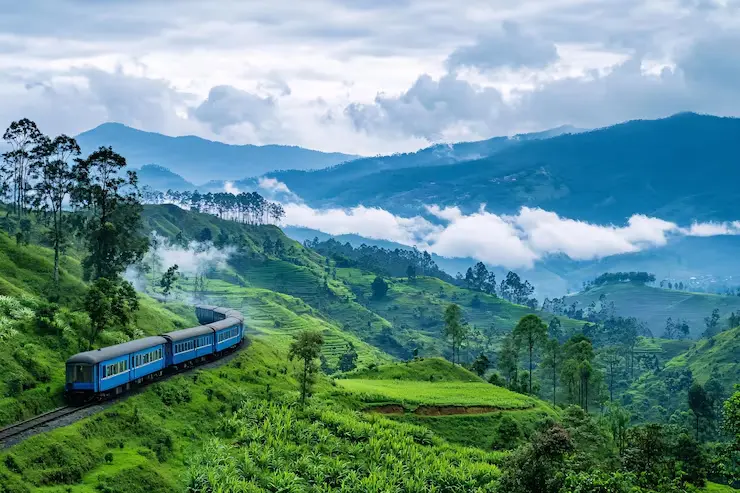 Shillong Forest