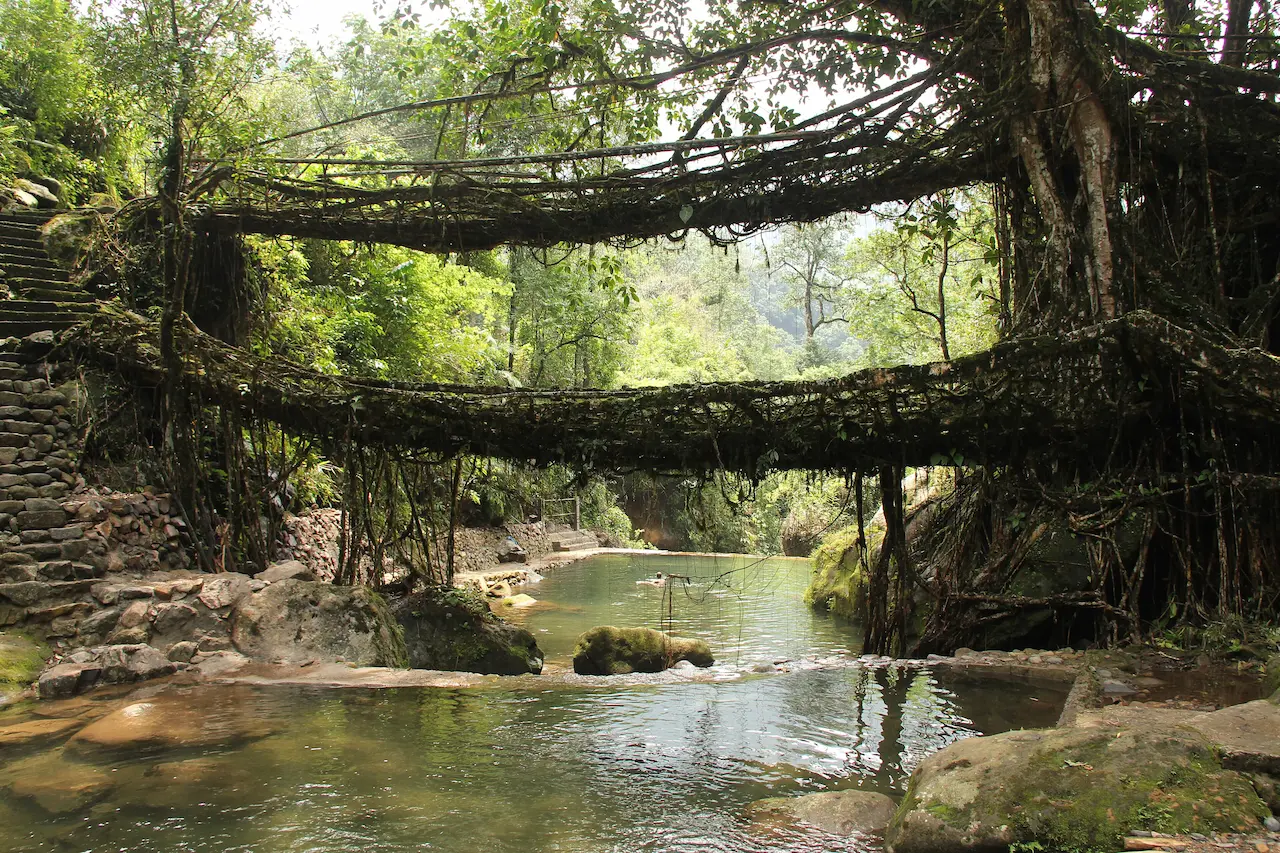 The Living Root Bridges