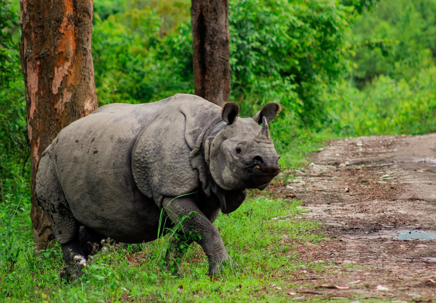 Kaziranga National Park 