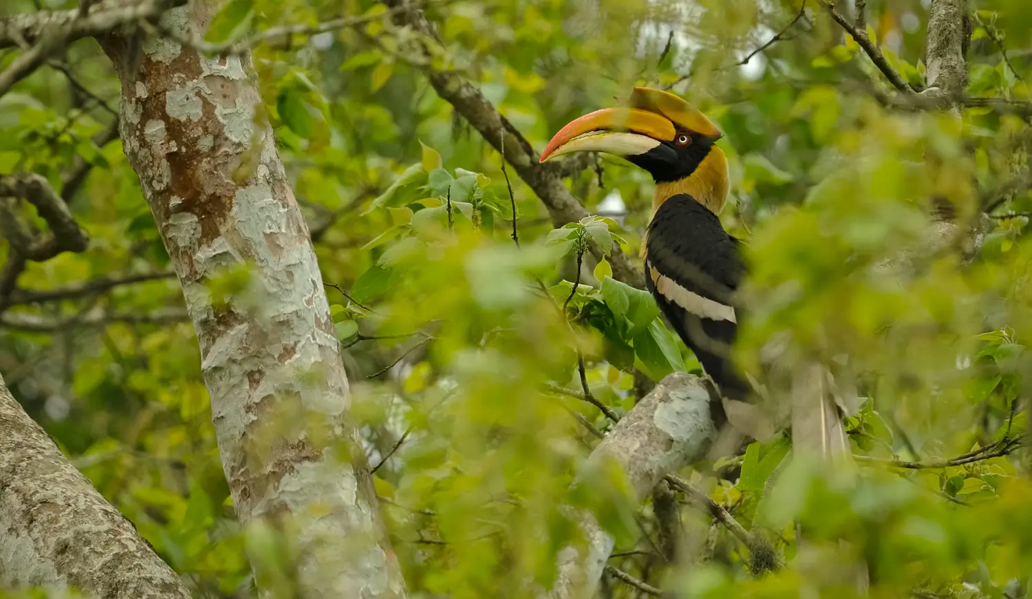 Kaziranga National Park 