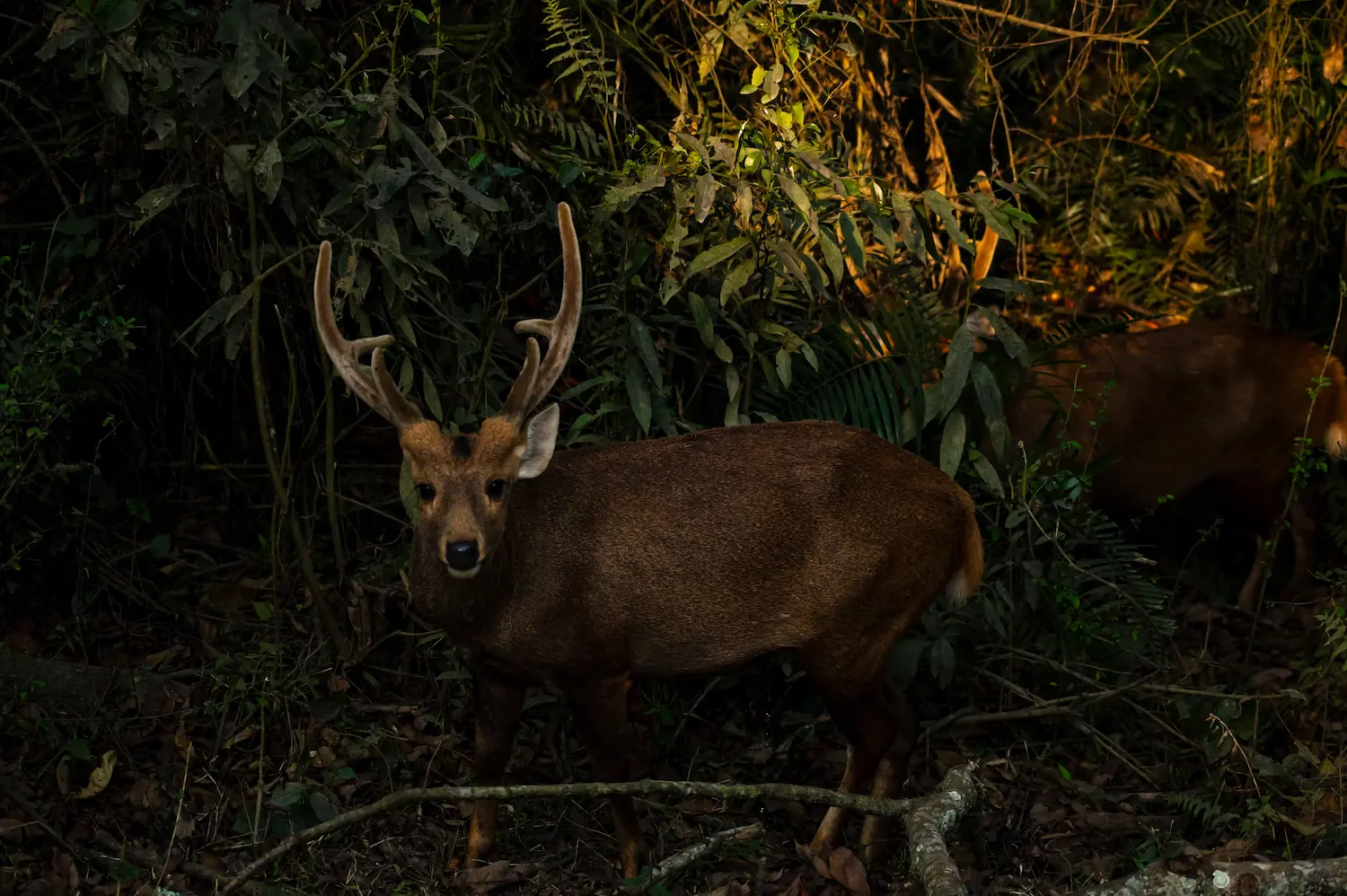 Kaziranga National Park 