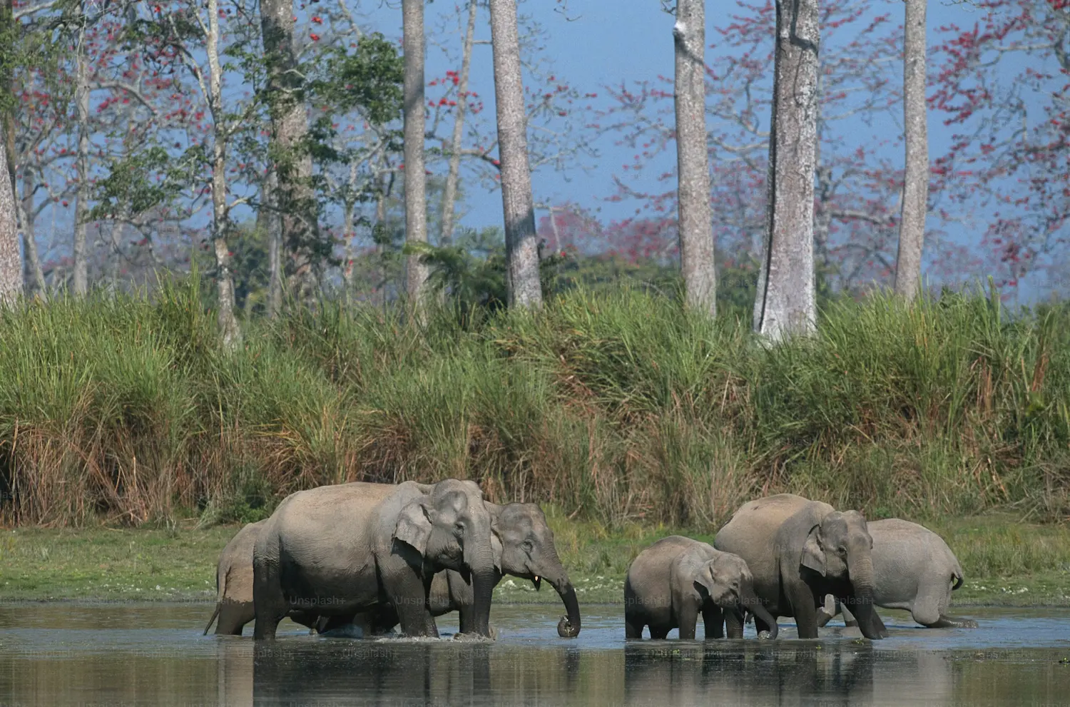 Kaziranga National Park 
