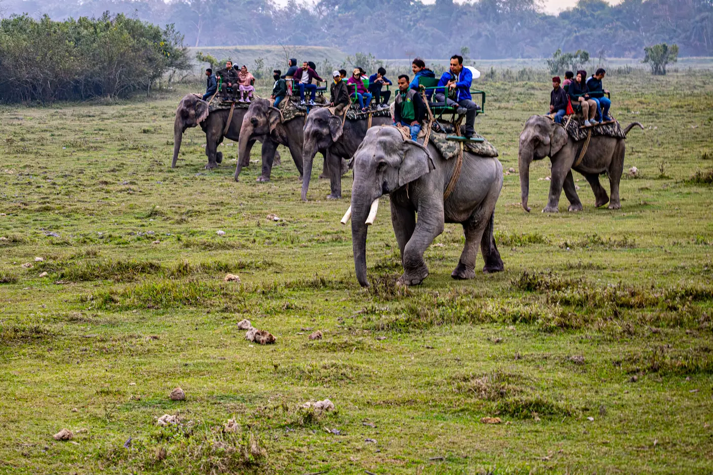 Kaziranga National Park
