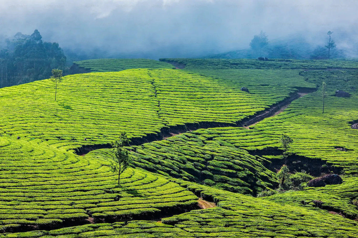 Darjeeling Tea Garden