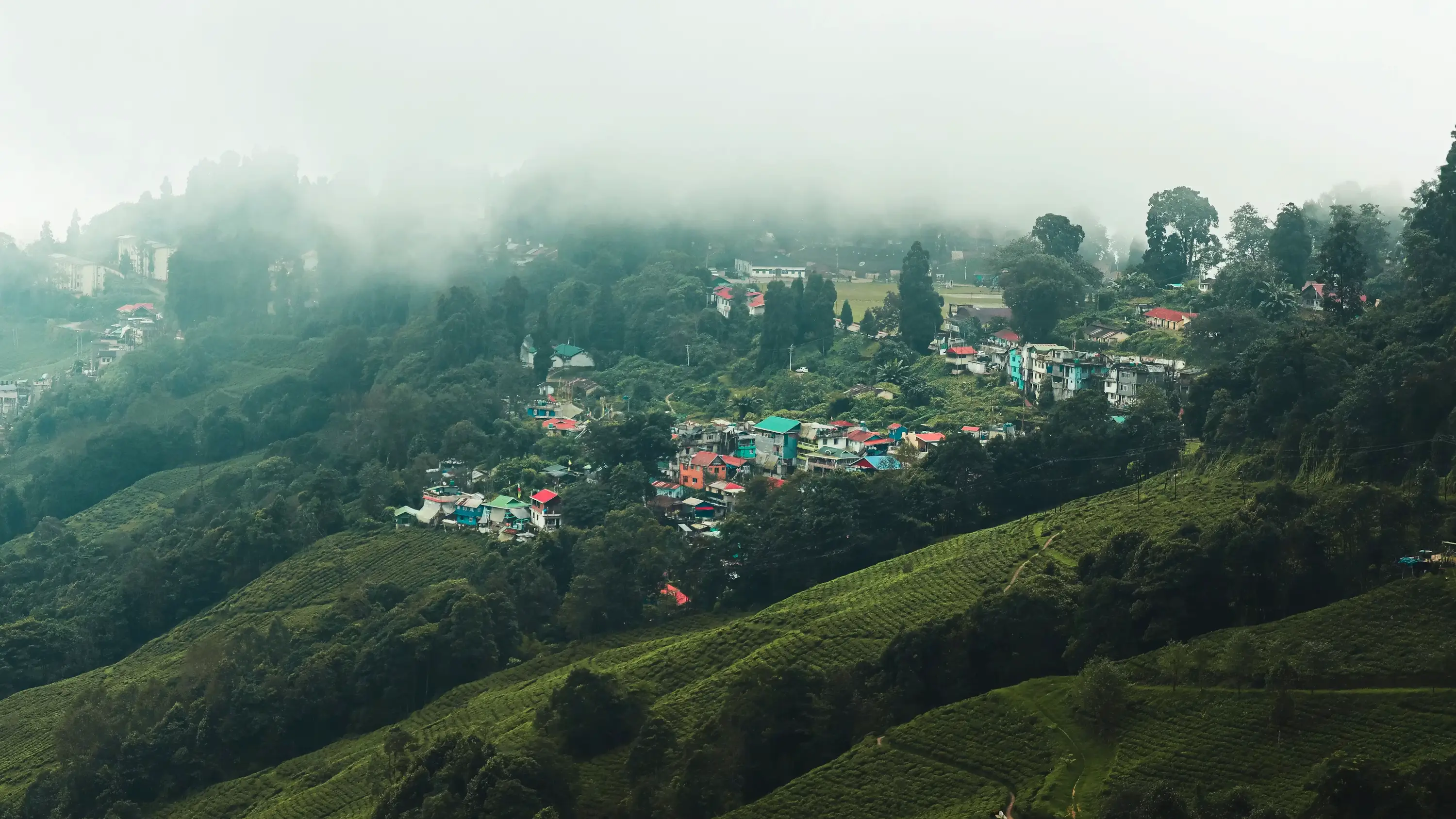 Darjeeling Tea Area