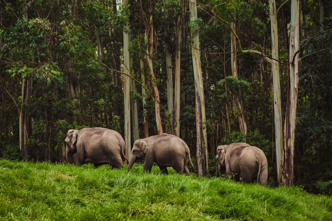 Periyar Wildlife Sanctuary Avian