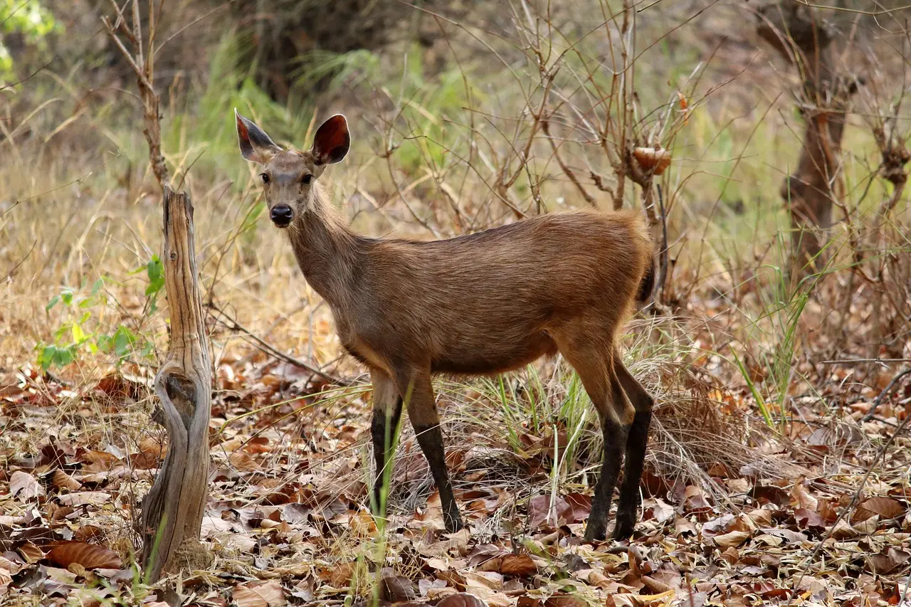 Bandhavgarh