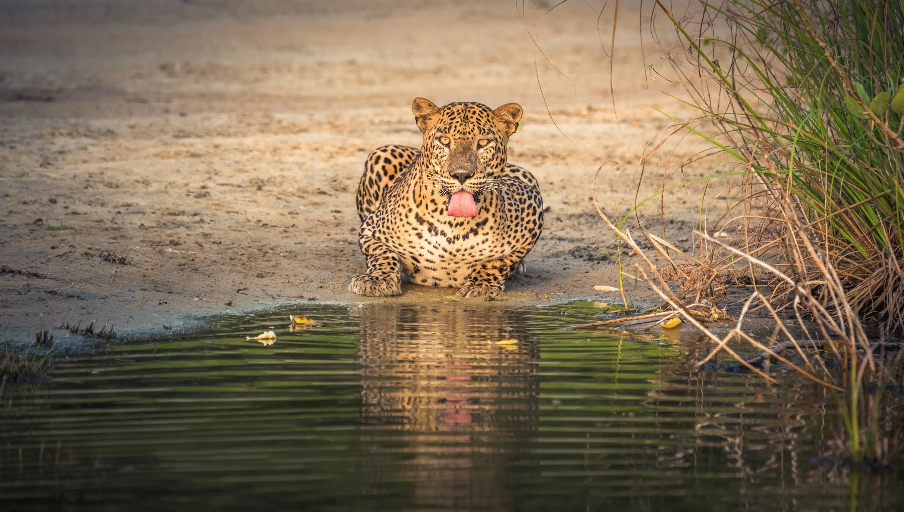 Bandhavgarh Cheetah