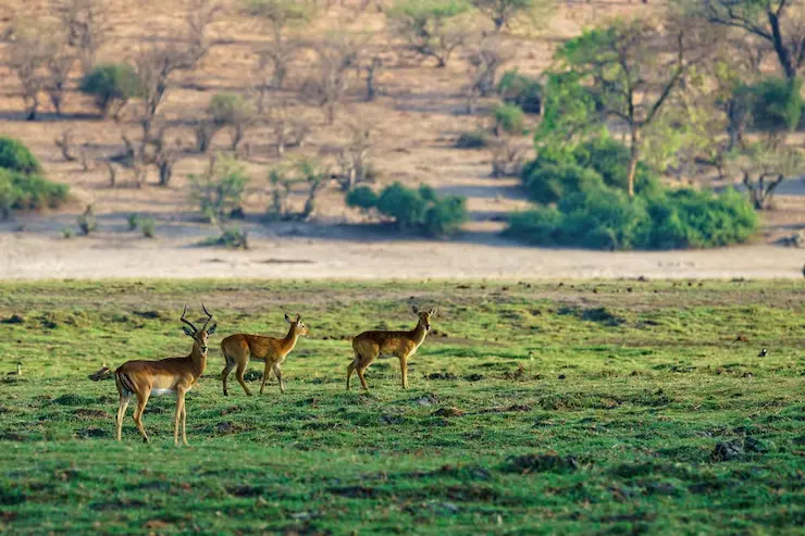 Kanha National Park