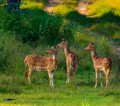Kanha National Park