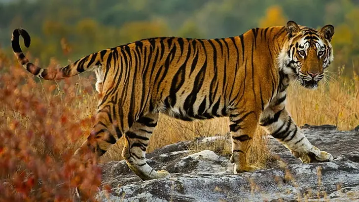Kanha National Park