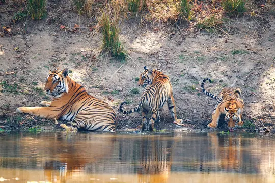 Kanha National Park