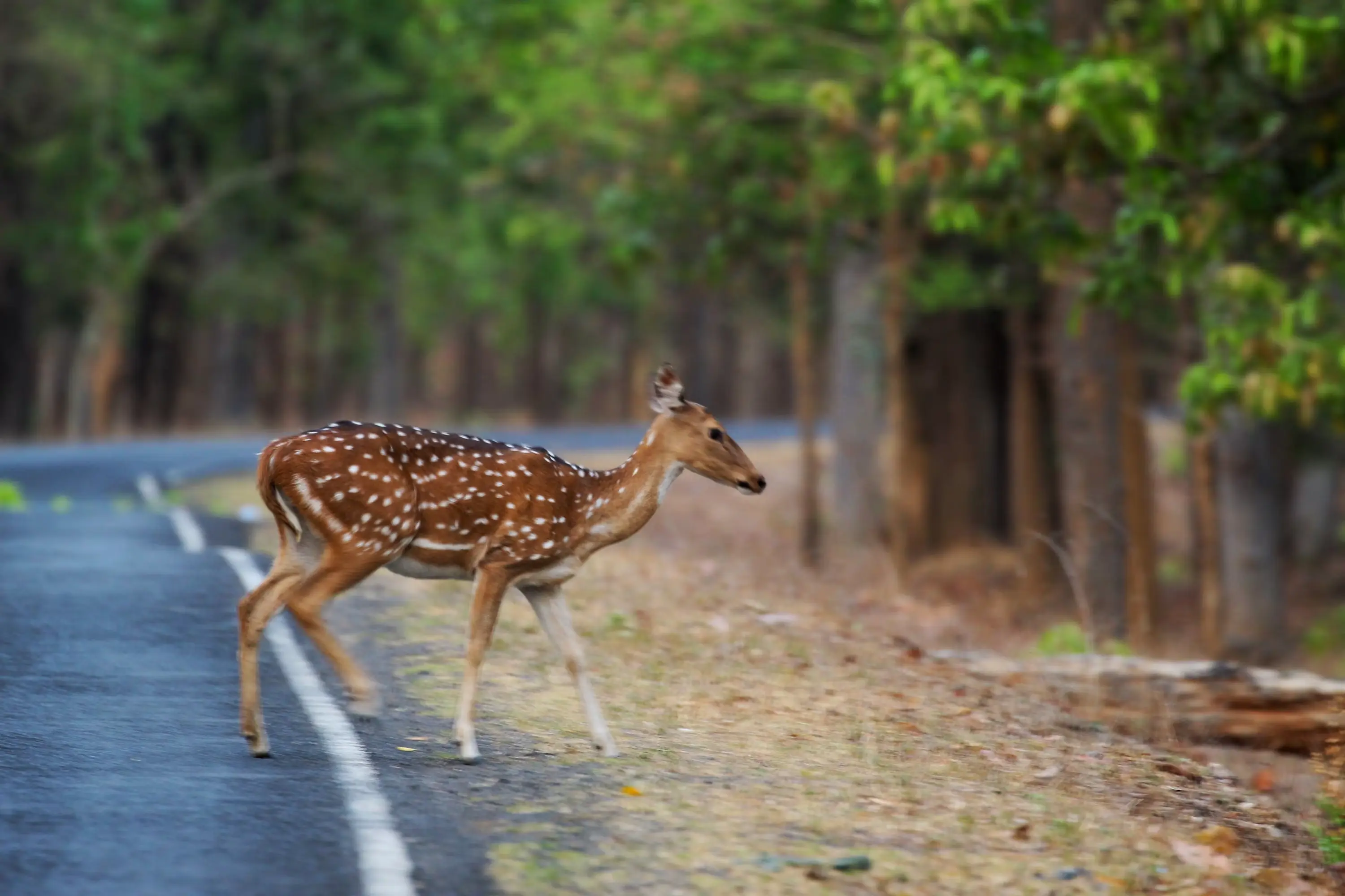 Kanha National Park Dear