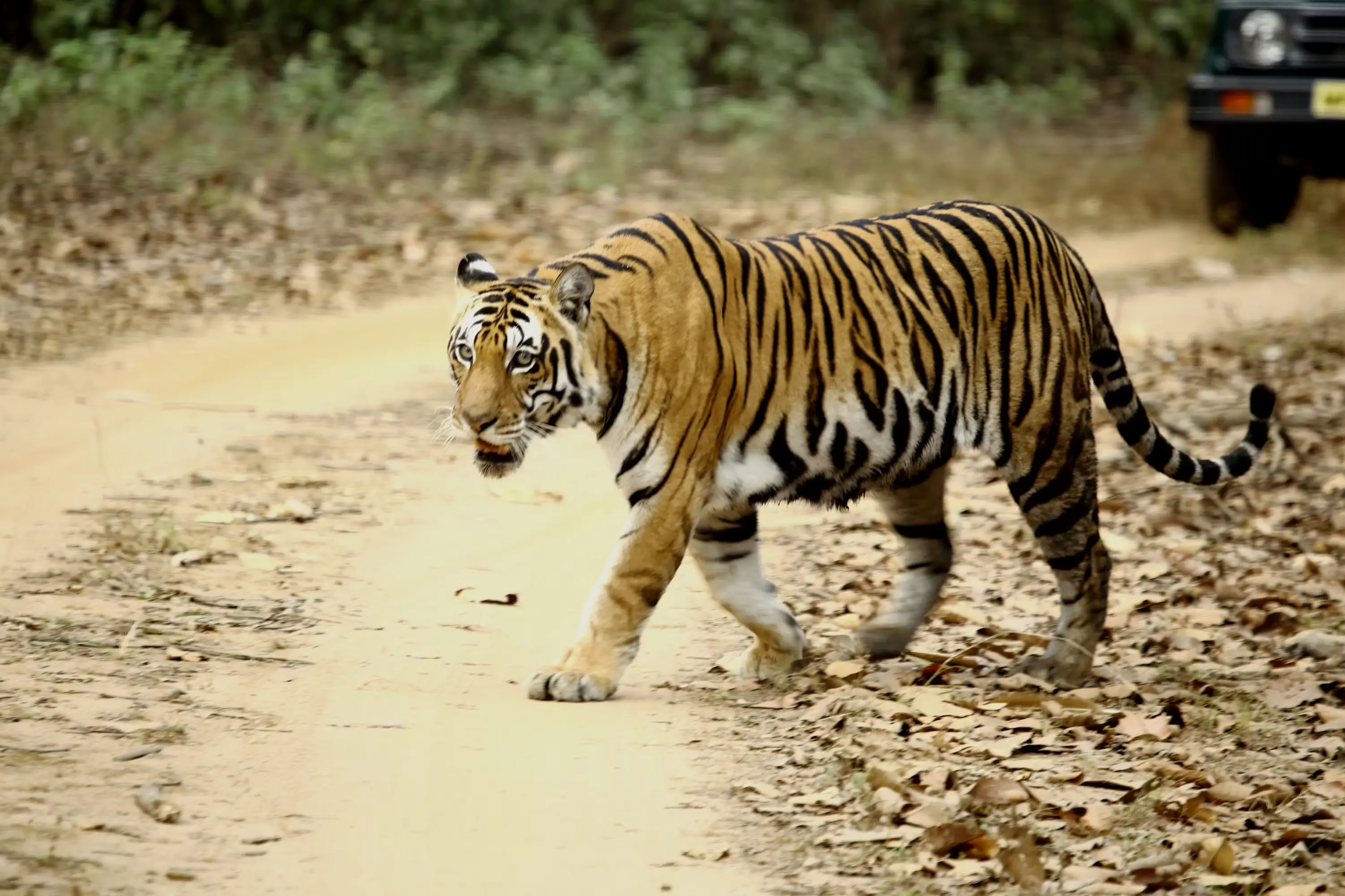 Kanha National Park Tiger