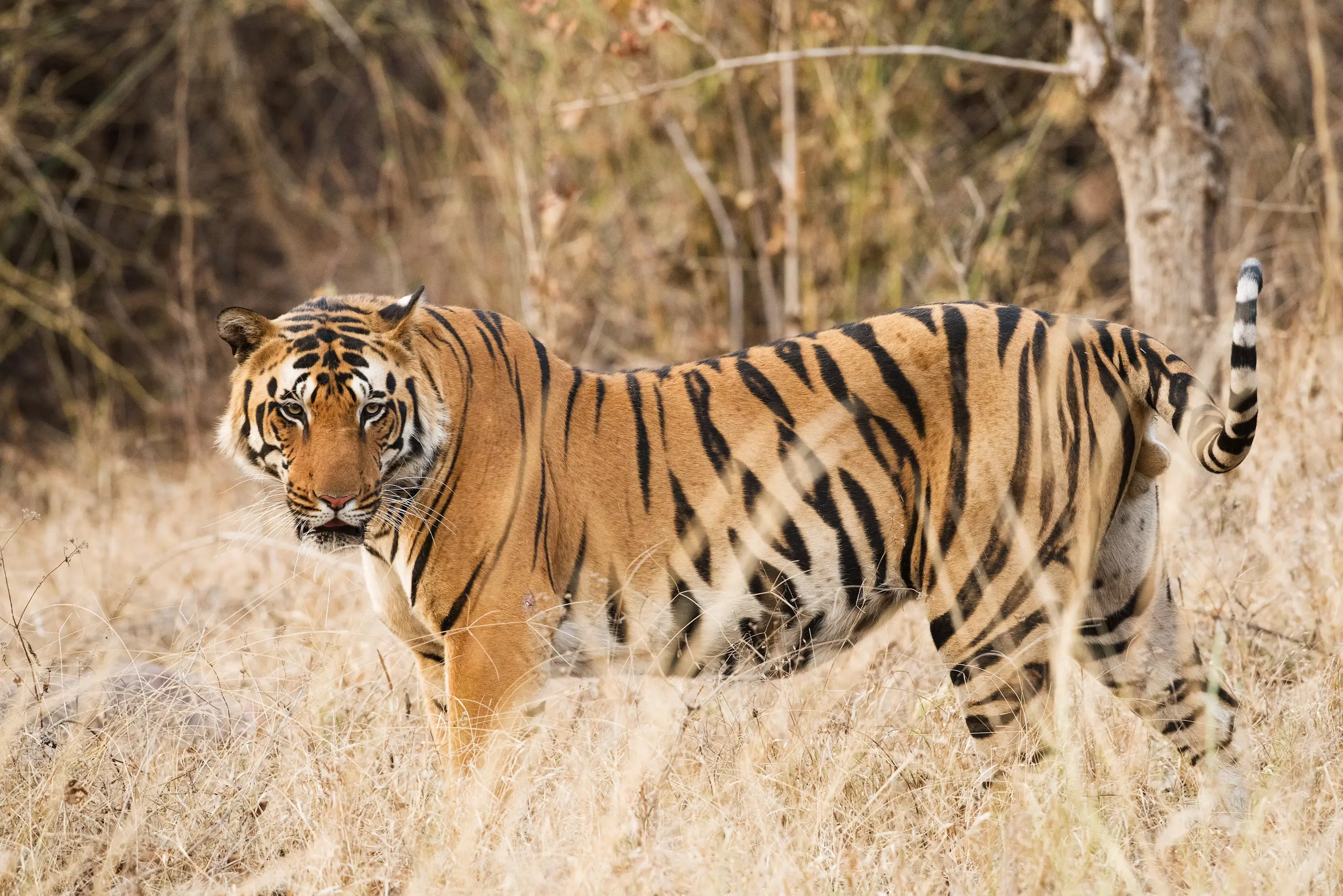 Kanha National Park Tiger