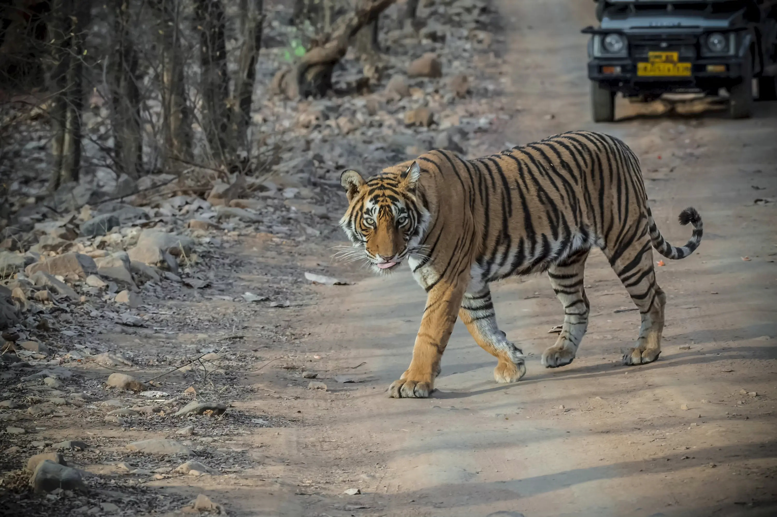 Ranthambore Park Tiger