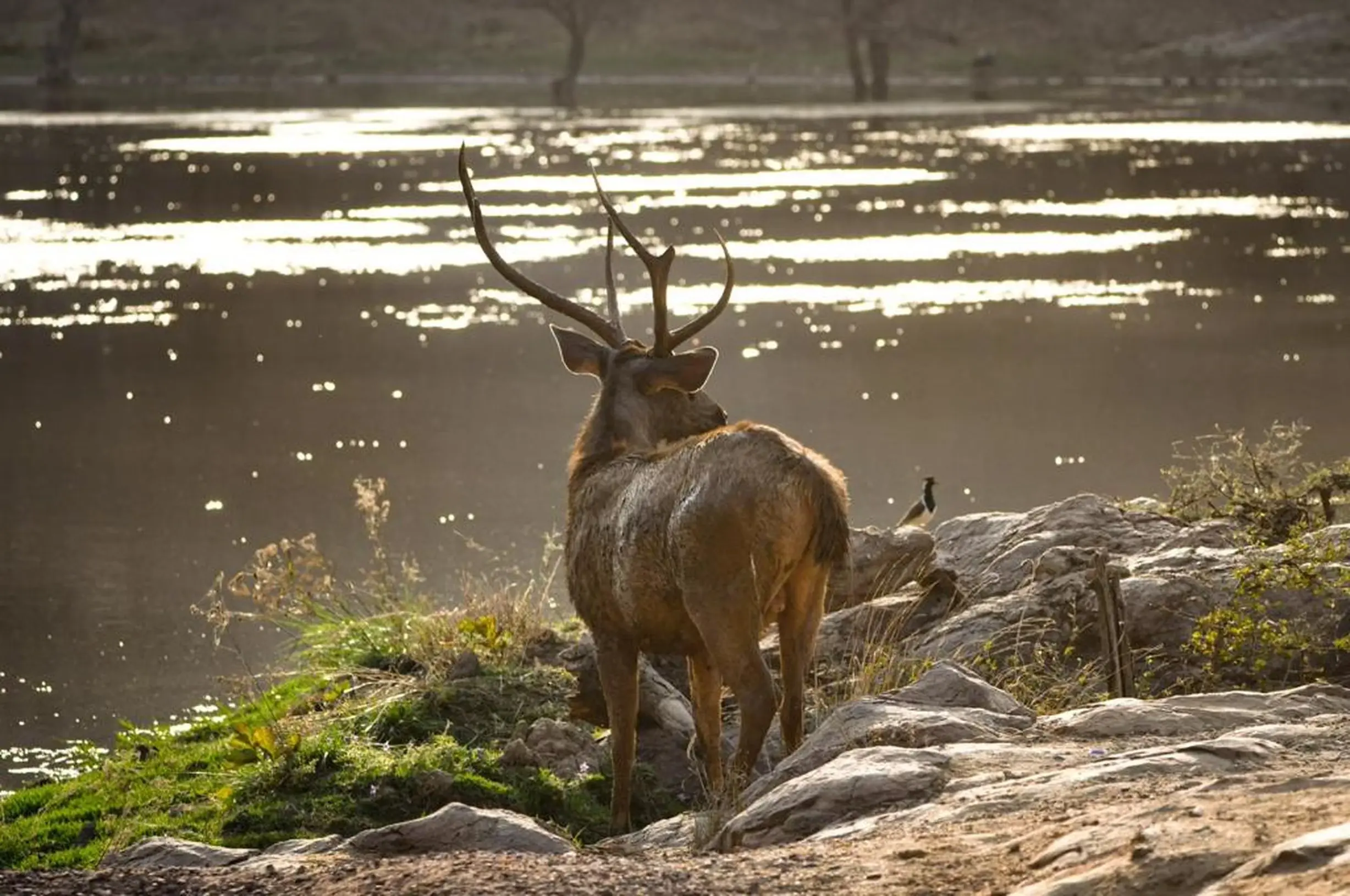 Ranthambore By Pexels