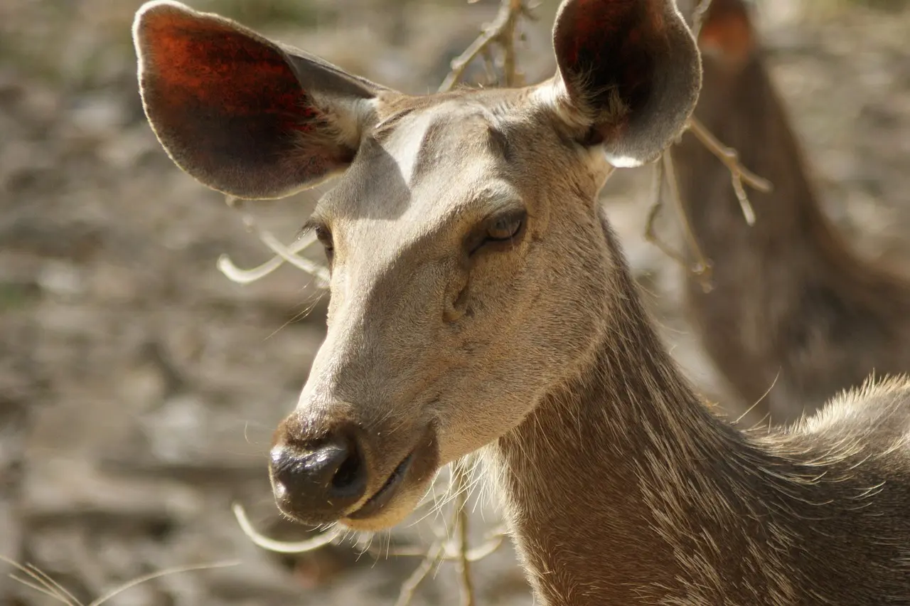 Ranthambore By Pixabay