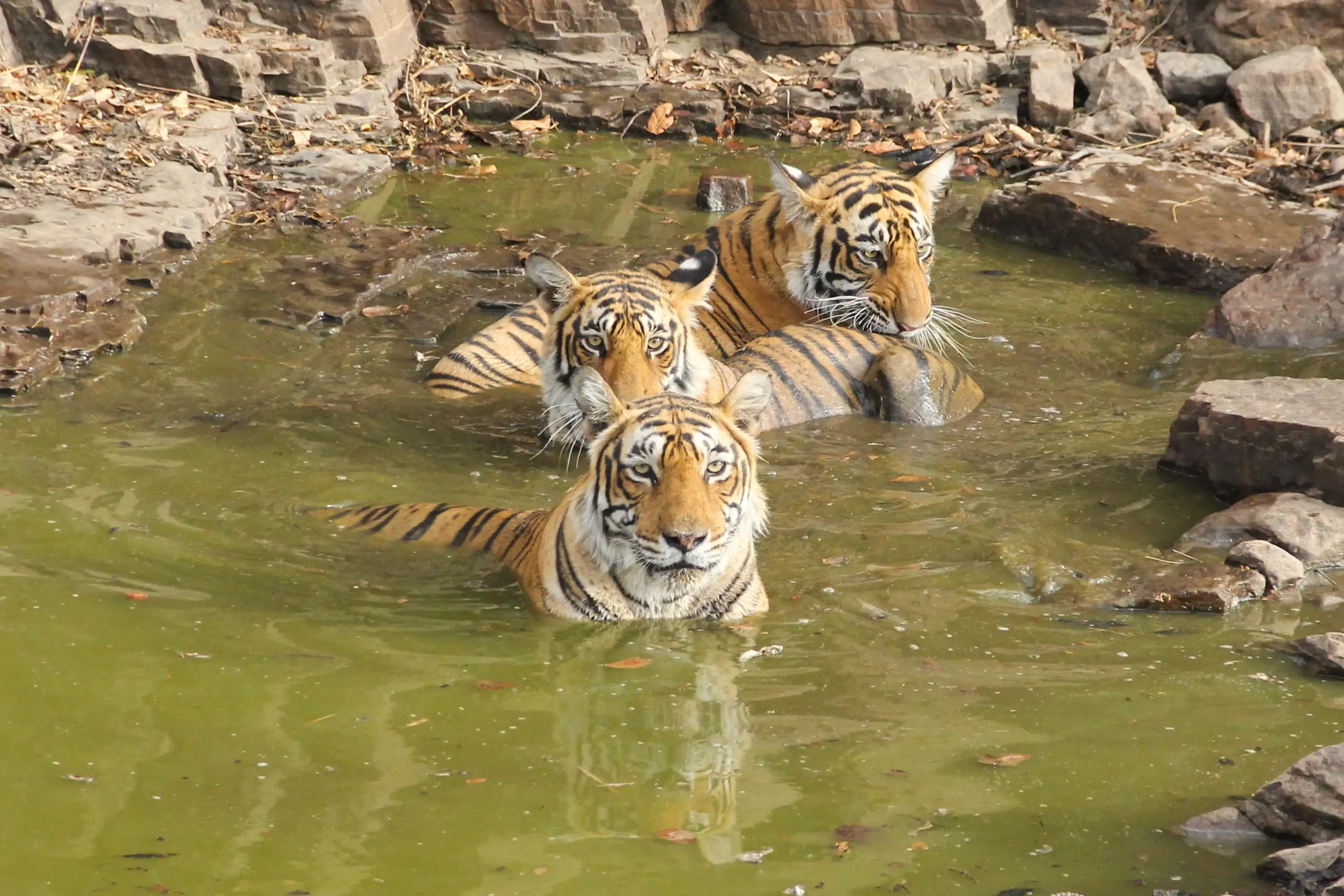 Ranthambore Group of Tiger