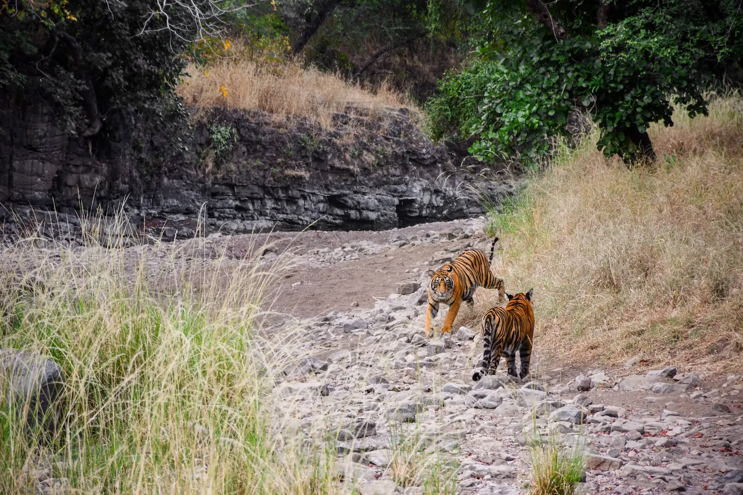 Ranthambore National Park Tiger