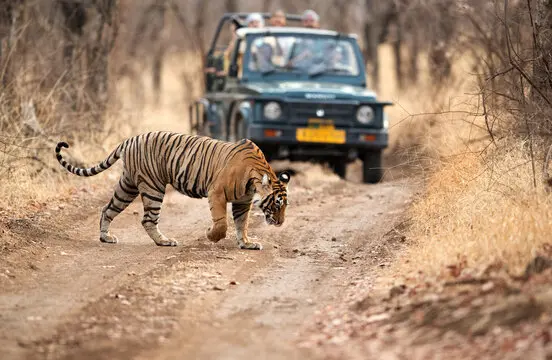 Ranthambore Safari By Adobe Stock