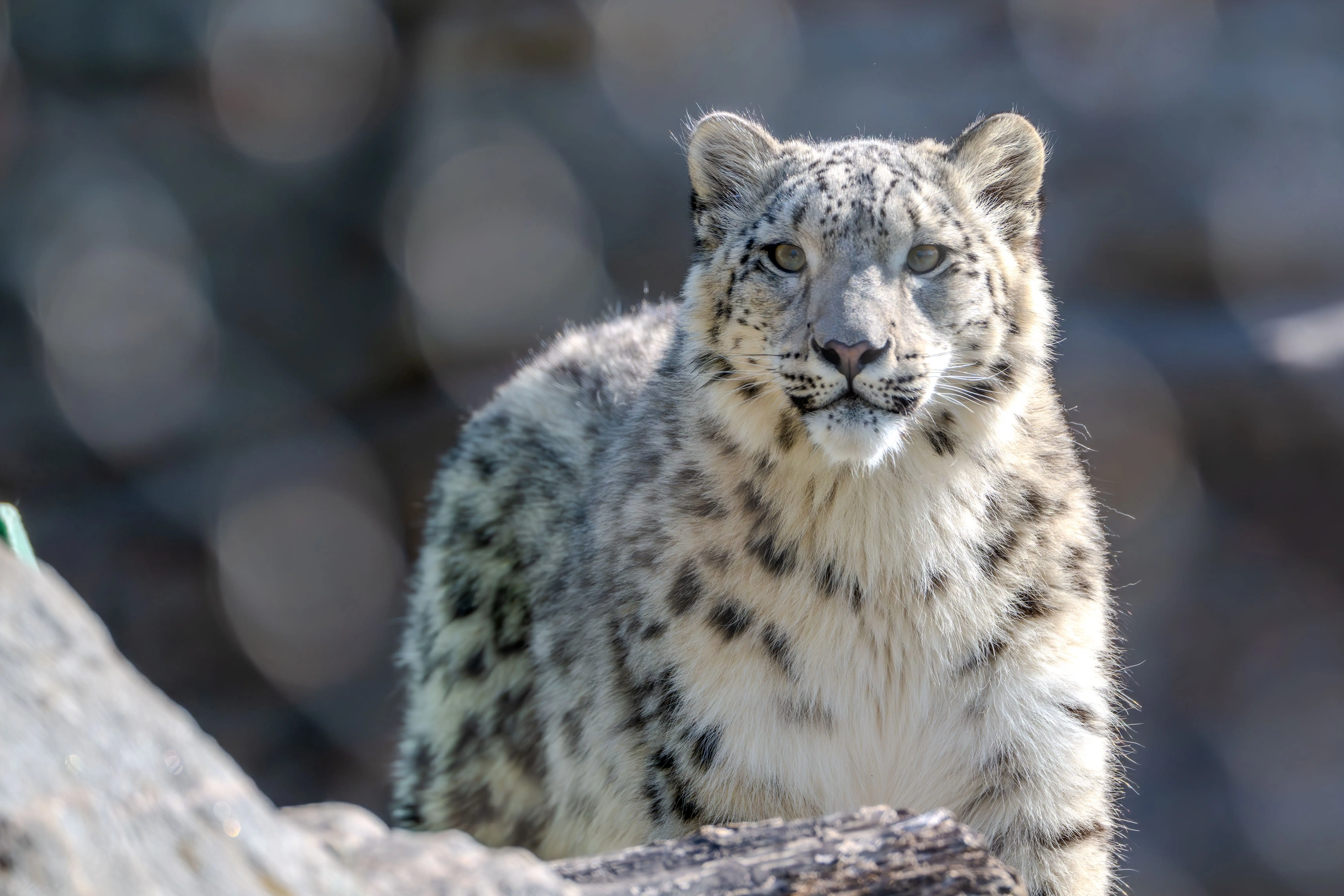 Snow Leopard