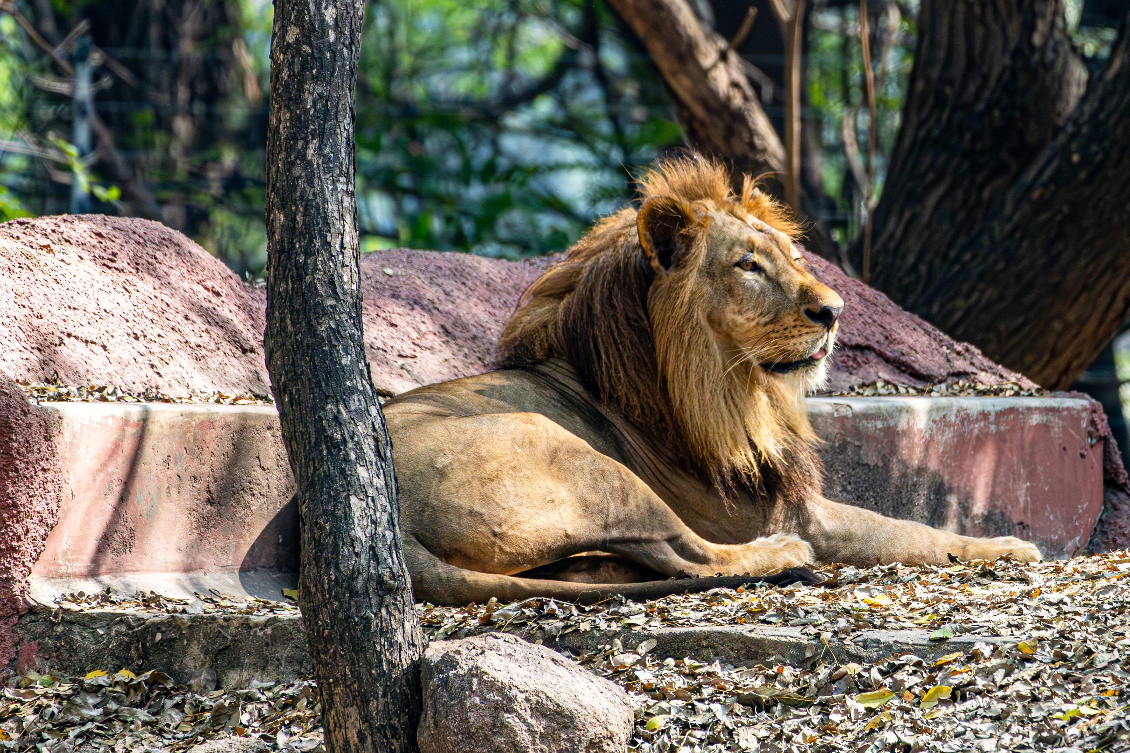 Asiatic lions 