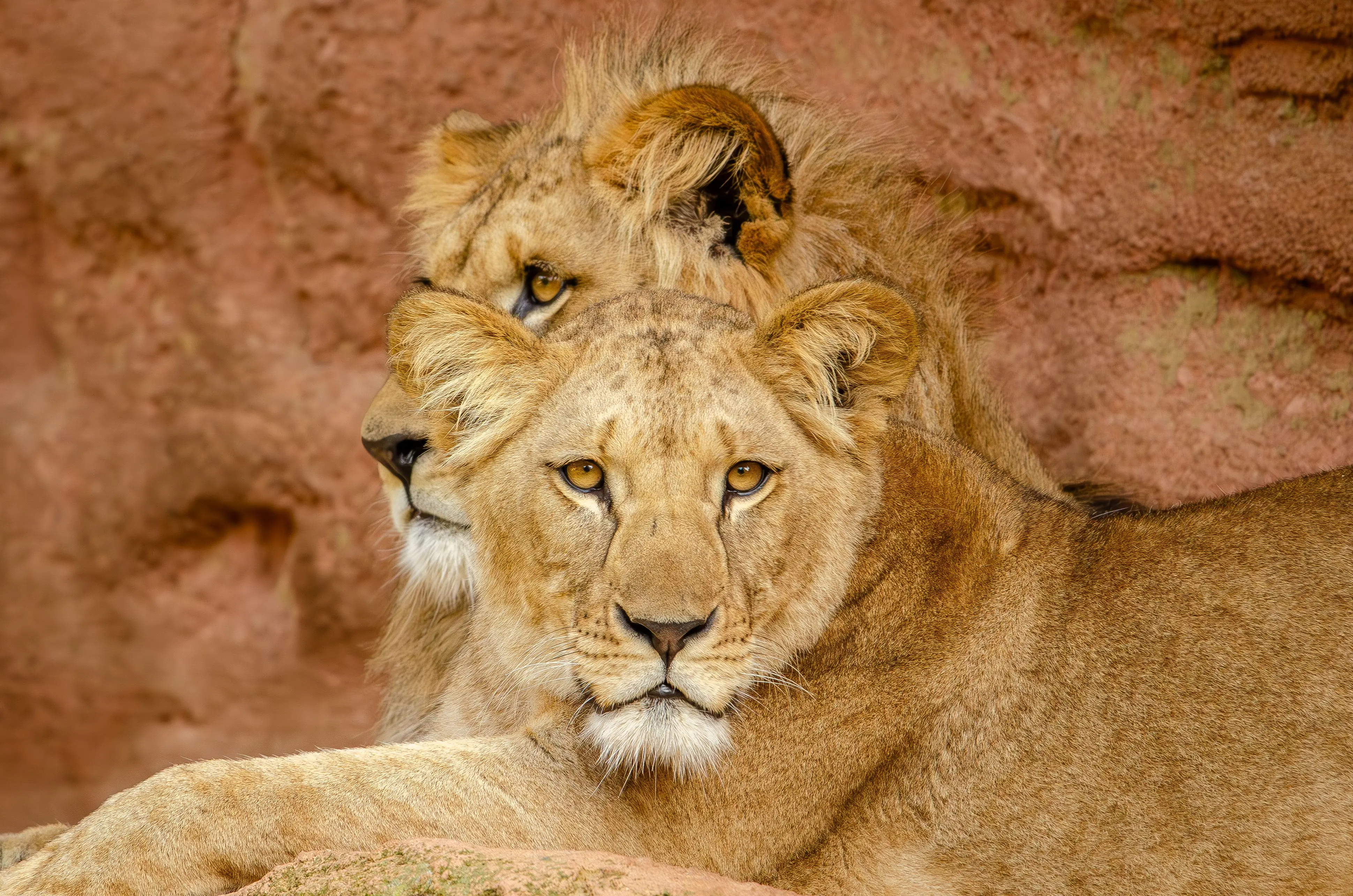 Asiatic lions 