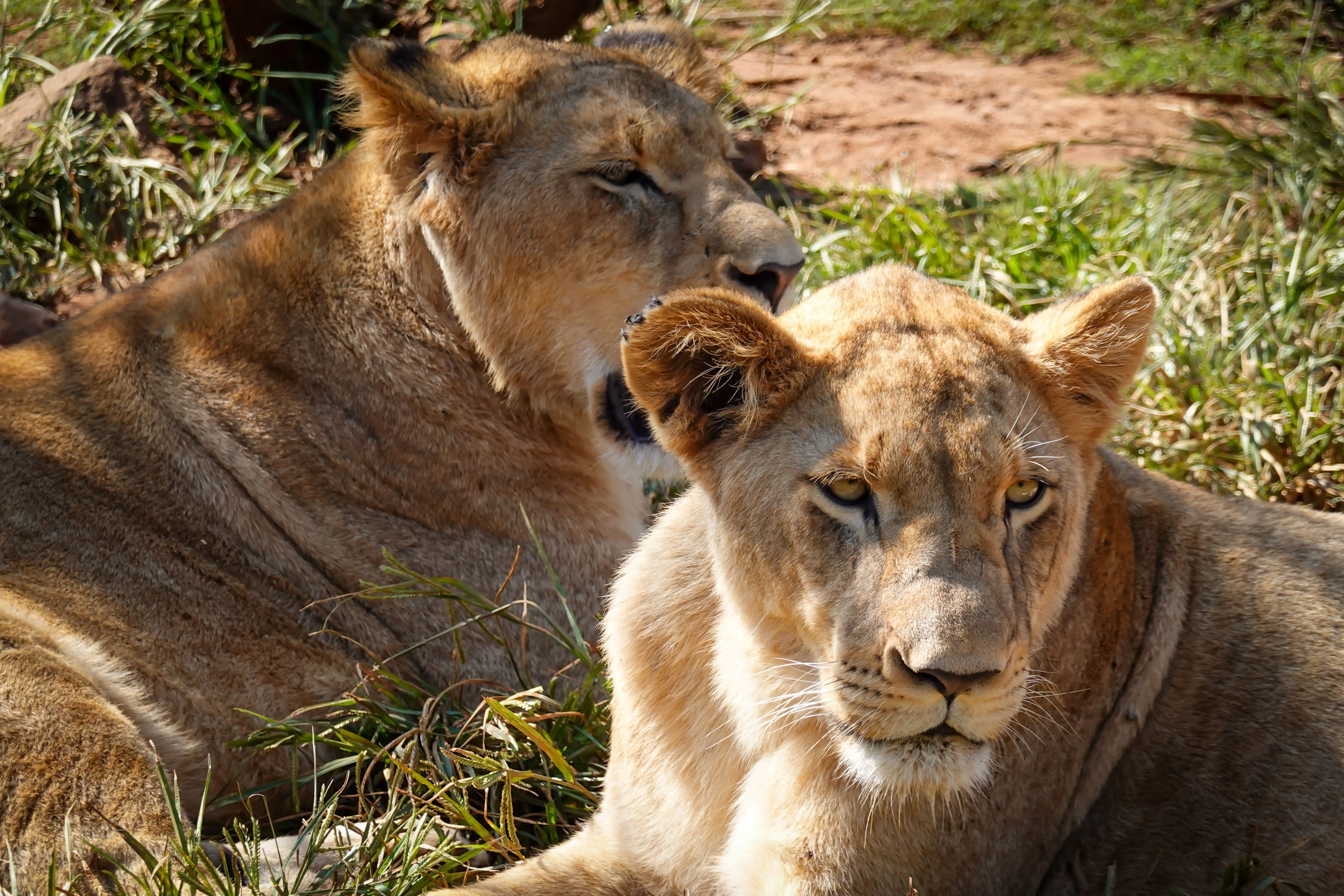Asiatic lions 